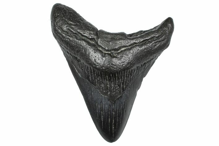 Fossil Megalodon Tooth - South Carolina #346181
